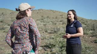 Sheep graze hillsides near Carson City to help mitigate wildfire risk