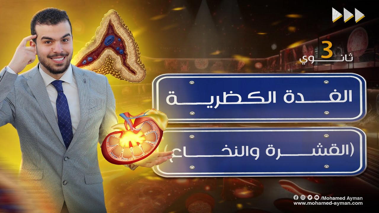 الغدة الكظرية كما لم تسمعها من قبل✊🏻😍 أحياء تالته ثانوى💕