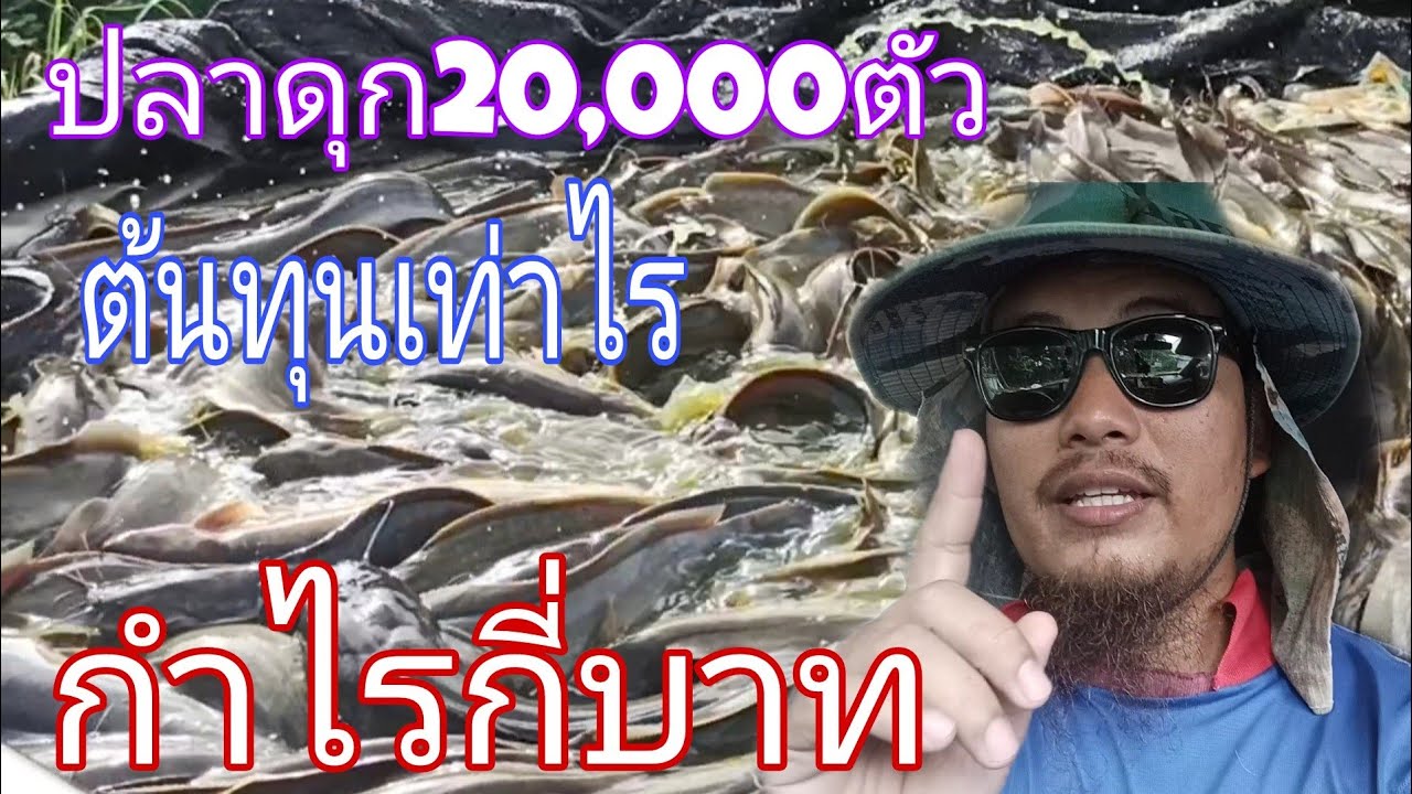 เลี้ยงปลาดุกบ่อดิน20,000ตัว ต้นทุนกี่บาทแล้วได้กำไรกี่บาท?ep8