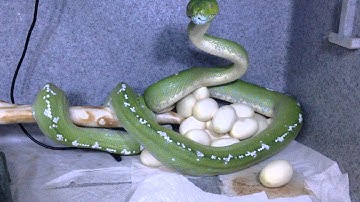 Green Tree Python Eggs
