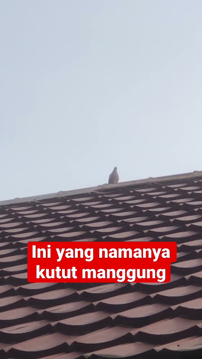 Bener bener kutut manggung nang wuwungan