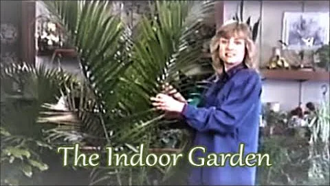 How to Grow a Majesty Palm