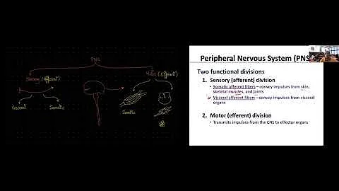 Human A&P, Chapter 11: Fundamentals of the Nervous System and Nervous Tissue_ Part 1