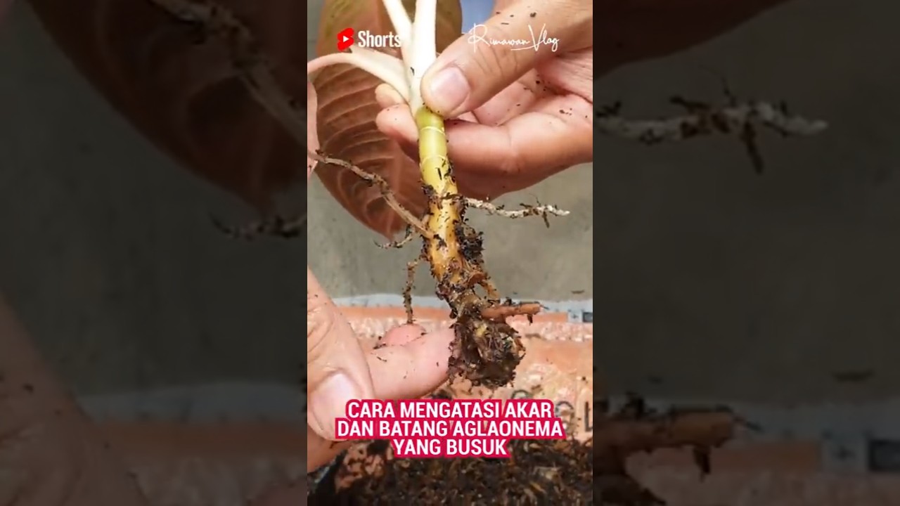 Rimma Agafoshinaning yalangoch fotosuratlari