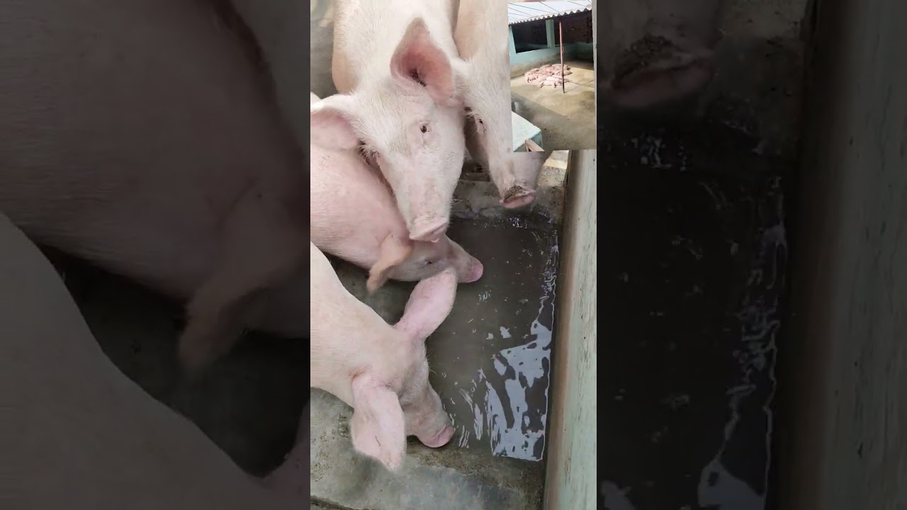 Pig farm  best breed piglet ke liye sampark Karen 9450068889