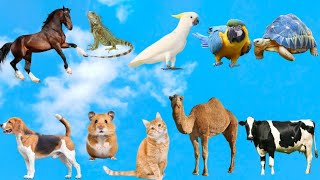 20 Pets Animal Names | Learn Animals