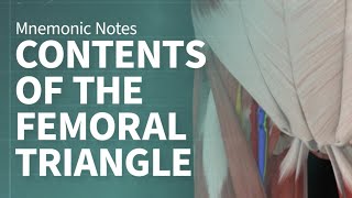 Mnemonic Notes: Contents Of The Femoral Triangle