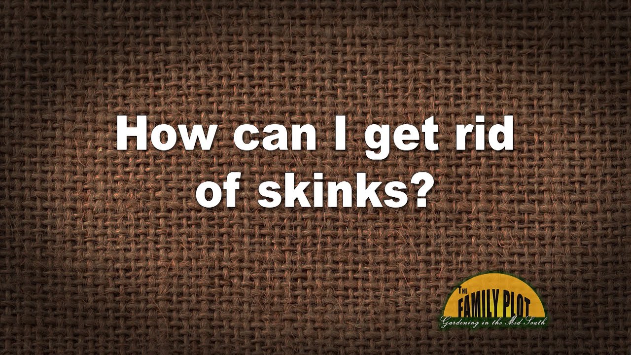 How To Get Rid Of Skinks In Yard