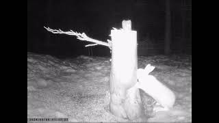 2024-03-06 - Valkea metsuripupu nuolukantoa järsimässä (c) OH7HJ