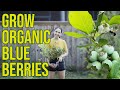 Grow blueberries organically for cheap using regenerative agriculture practices