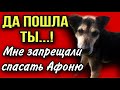 Пошла ты! Или как мне пытались запретить спасать собаку с онкологией