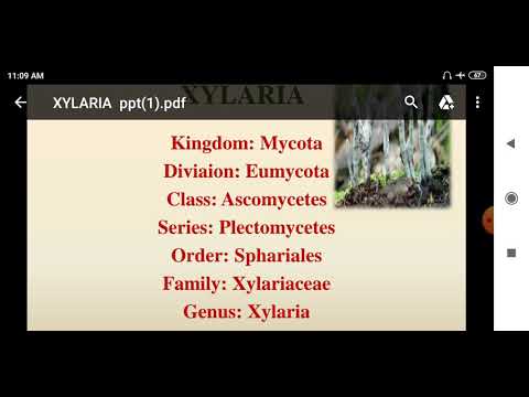 Xylaria