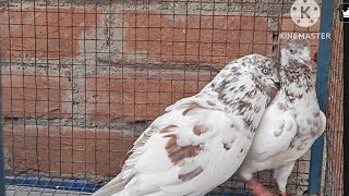 Pure punjabi malwai kabootar for sale 8447579723