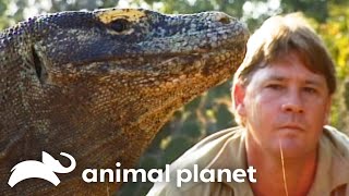 Download Lagu Steve's Favorite Wild Creatures of SEASON 3 | The Crocodile Hunter | Animal Planet MP3 Download Lagu Steve's Favorite Wild Creatures of SEASON 3 | The Crocodile Hunter | Animal Planet MP3