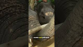 This Animal Shakes Trees the Hardest (Not What You Think!)