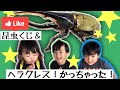 [カブトムシ]総額２万円以上!!ヘラクレスも買っちゃった!!!昆虫くじも!!!