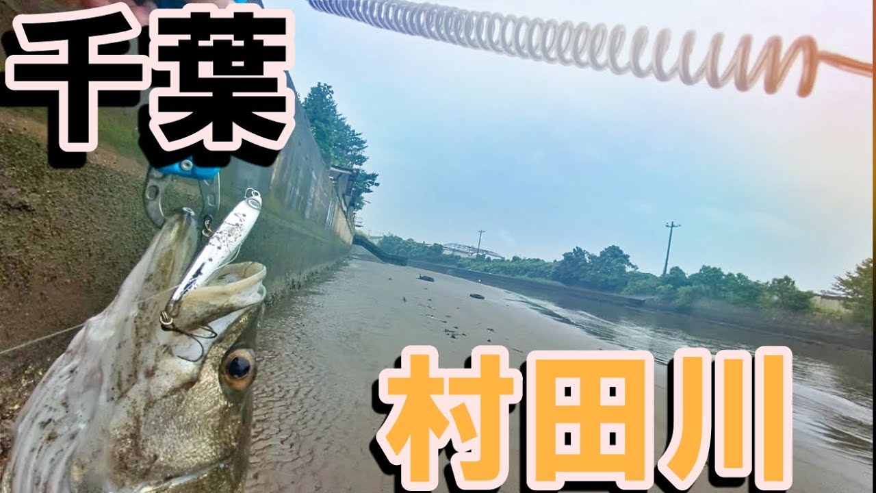 【プレゼント企画】干潮近くの方が良く釣れる⁉️村田川シーバス