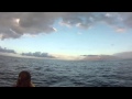 Humpback whale breaching in maui hawaii on kayak tour
