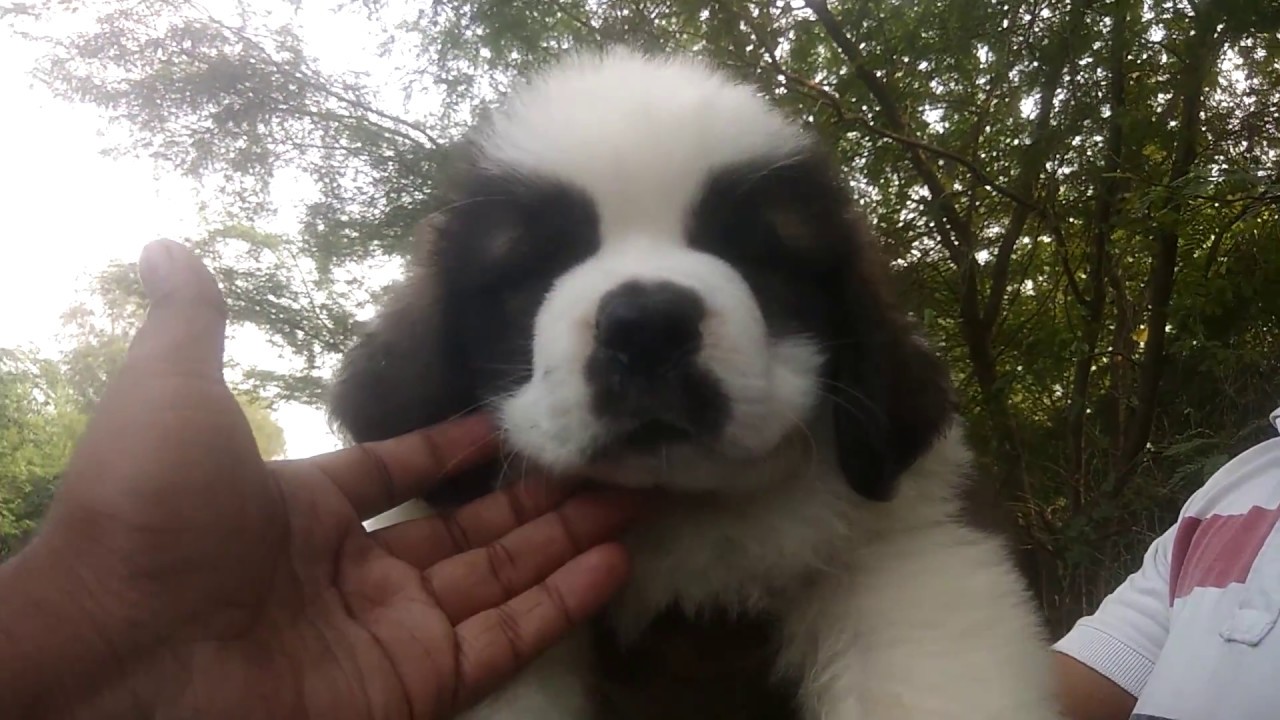 Saint Bernard puppy for sale( show quality) Doggyz world