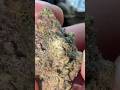 Diamond Dust from THCA Small Buds is ⛽️ #freetheplant