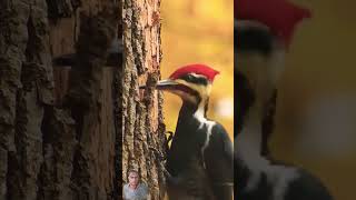 Hamid Ali zada beautiful Tilawat #surah #takwir #quran #tilawat