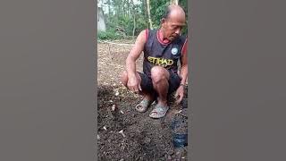 awal pertanian telaga biru lestari