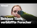 Doku: Tierische Intelligenz als Vorbild für KI