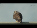 ハヤブサの鳴き声 Peregrine Falcon