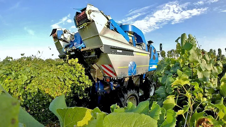 GoPro - New Holland Braud VL 6080 Grape Harvester