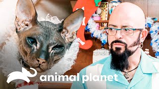 Un gato esfinge está arruinando la Navidad de sus dueños | Mi gato endemoniado | Animal Planet