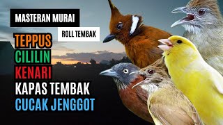 Download Lagu Masteran Murai Roll Tembak Isian Teppus, Cucak Jenggot, Kenari, Kapas Tembak, Cililin MP3 Download Lagu Masteran Murai Roll Tembak Isian Teppus, Cucak Jenggot, Kenari, Kapas Tembak, Cililin MP3