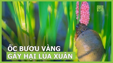 Cảnh báo ốc bươu vàng gây hại lúa xuân gia tăng | VTC16