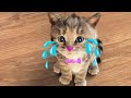 Special little kitten adventure meow  care for the kitten and her special long adventure journey