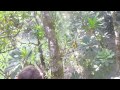 Mamey Sapote Tree Climbing in Panama #003