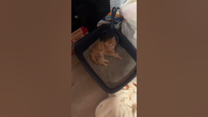 Crazy cat