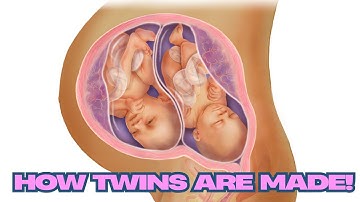 The Miracle of Twin Fertilization: How Twins Are Formed! 👶👶✨