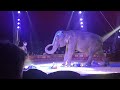 l'elefante al circo #shorts #short #circo #cirque #animals