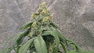 STRAIN REVIEW: pre98”Bubba Kush from twenty 20 seeds 