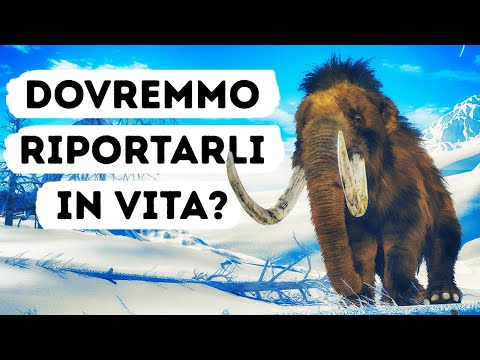 Video: Qualcuno ha mangiato il mammut lanoso?