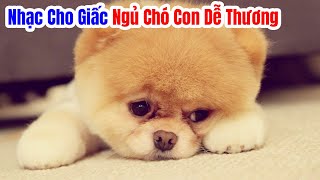 Nhạc Cho Giấc Ngủ Chó Con Dễ Thương - Nhạc Thư Giãn Giảm Căng Thẳng