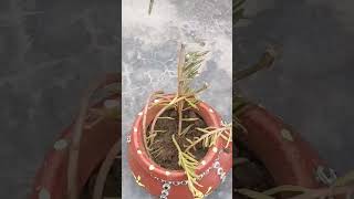 9 oclock /How to make a matki planter shortvideonature