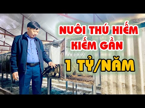 Video Độc Lạ Mô Hình Nuôi Chồn Hương (Cầy Hương) Cho Thu... - youtube