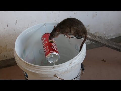 वीडियो: कैसे समझें कि बिल्ली चूहा पकड़ने वाली है