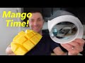 How To Use A Mango Cutter | Should You Buy?