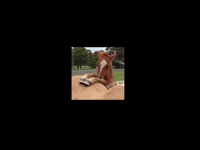 Not Anywhere - Alex G (Sped)