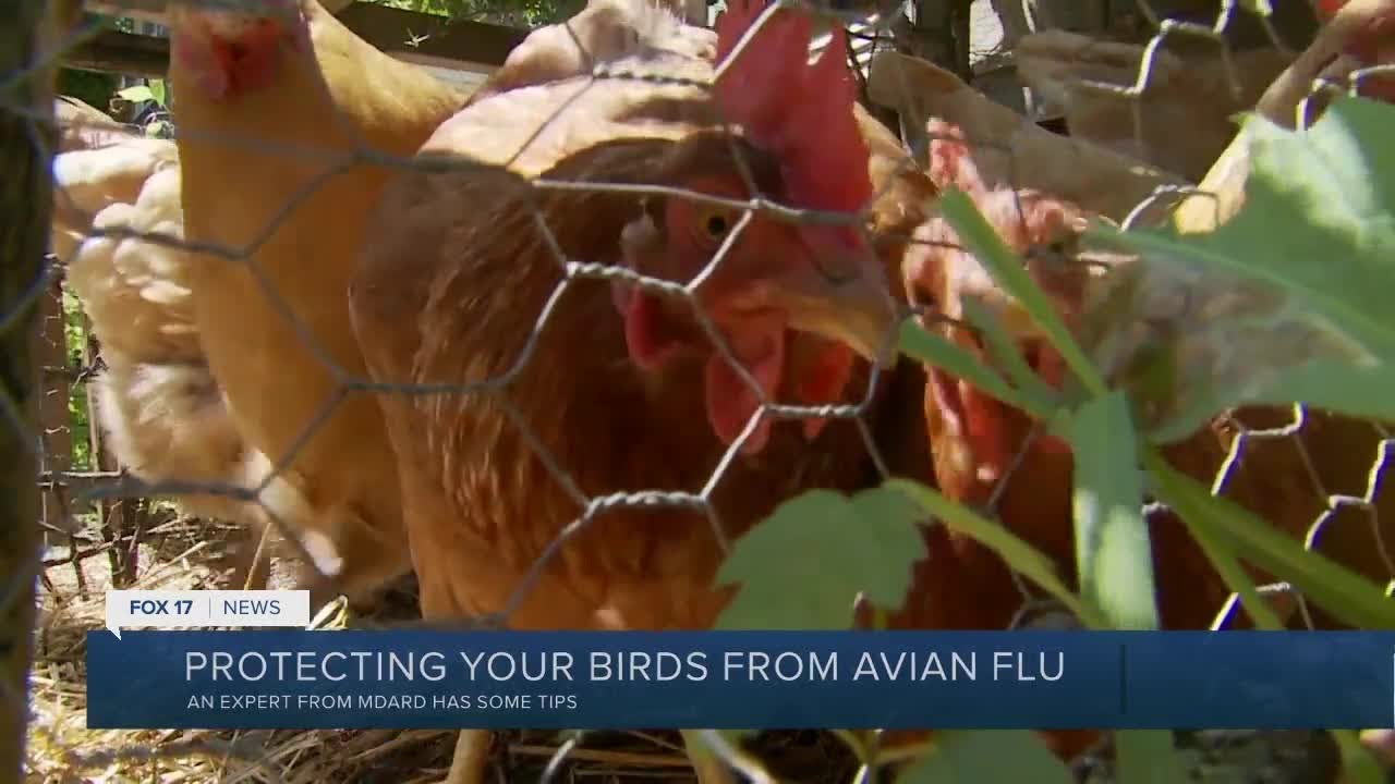 Five cases of Bird Flu in Michigan