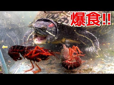 Hungry Turtles Eat A Lot Of Crayfish Youtube