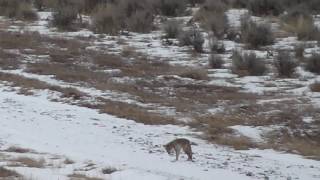 NM Predanators Episode #1 Coyote Hunting Northern New Mexico