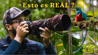 Viajé a Costa Rica y FOTOGRAFIÉ su ave MÁS BELLA