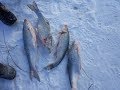 Зимняя рыбалка на жереха в Талдыкоргане в низовье р.Каратал 16.12.18.